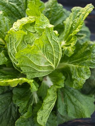 박용열조물주님 님의 고추 · 영농일지 작성글 사진