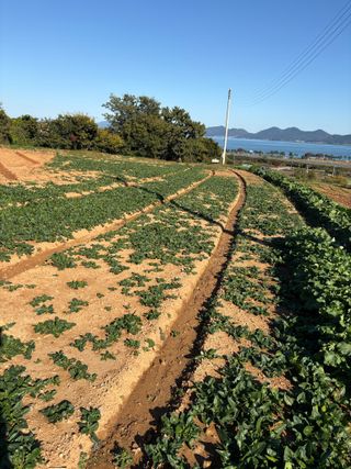 정의진님의 시금치 · 영농일지 작성글 사진