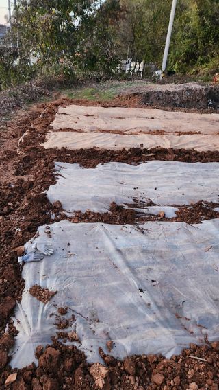 봉담고추님의 마늘 · 영농일지 작성글 사진