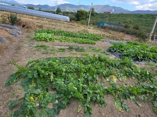 김재희님의 배추 · 영농일지 작성글 사진