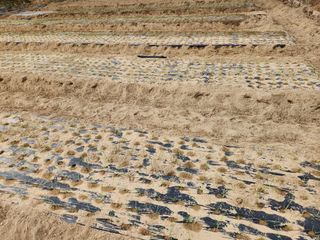 gksfid1112님의 양파 · 영농일지 작성글 사진