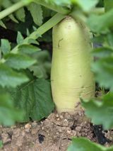 팜모닝 배추·영농일지 게시글 이미지