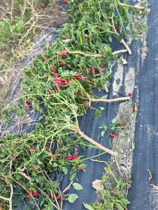 박용열조물주님 님의 고추 · 영농일지 작성글 사진