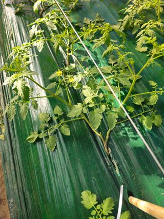 한혜경님의 토마토 · 영농일지 작성글 사진