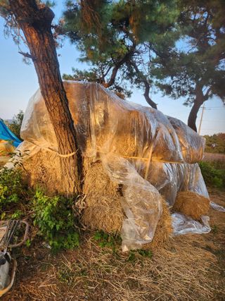 김저팔계님의 배추 · 영농일지 작성글 사진