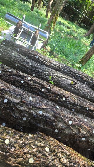 박상준님의 버섯 · 영농일지 작성글 사진