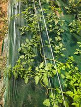 팜모닝 토마토·영농일지 게시글 이미지