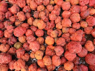 /송학 농원님의 기타작물 · 영농일지 작성글 사진