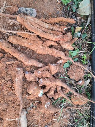 심기정님의 기타작물 · 영농일지 작성글 사진