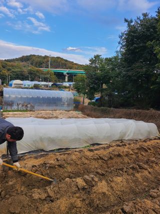 산곡동농장님의 감자 · 영농일지 작성글 사진