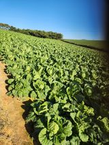 팜모닝 배추·영농일지 게시글 이미지