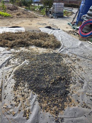 농부(홍)님의 콩 · 영농일지 작성글 사진