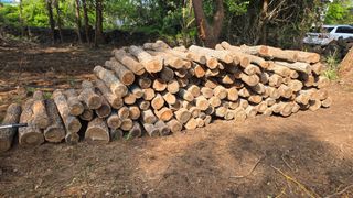 박상준님의 버섯 · 영농일지 작성글 사진