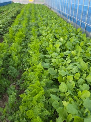 박용열조물주님 님의 고추 · 영농일지 작성글 사진