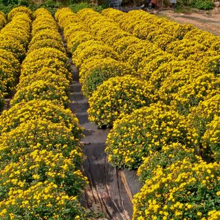정강화님의 기타작물 · 영농일지 작성글 사진