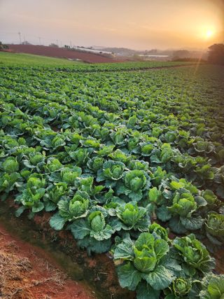 김저팔계님의 배추 · 영농일지 작성글 사진