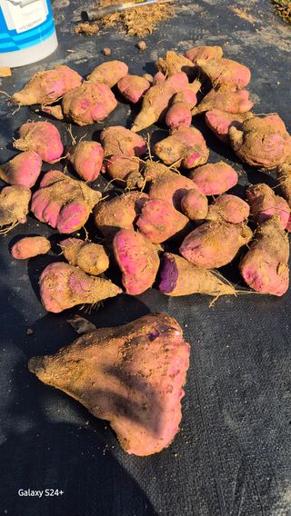 이용우님의 기타작물 · 영농일지 작성글 사진