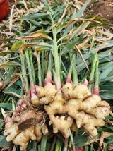 팜모닝 기타작물·영농일지 게시글 이미지