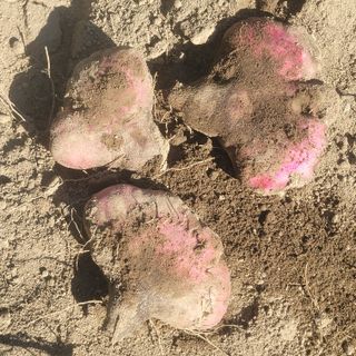 김선순(공룡자색마)님의 기타작물 · 영농일지 작성글 사진