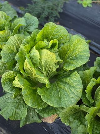 박용열조물주님 님의 고추 · 영농일지 작성글 사진