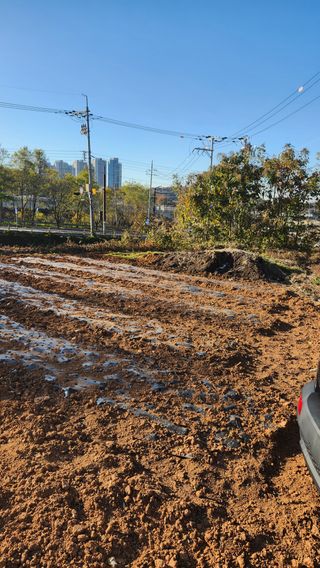 봉담고추님의 마늘 · 영농일지 작성글 사진