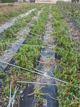 팜모닝 고추·영농일지 게시글 이미지