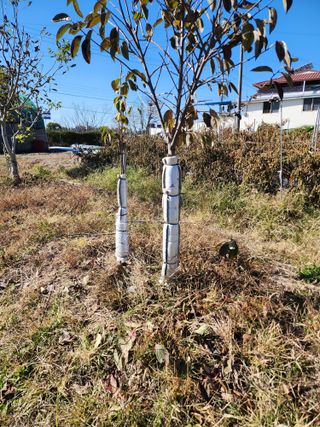 강동신님의 감 · 영농일지 작성글 사진