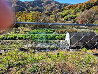 이준영님의 기타작물 · 영농일지 작성글 사진
