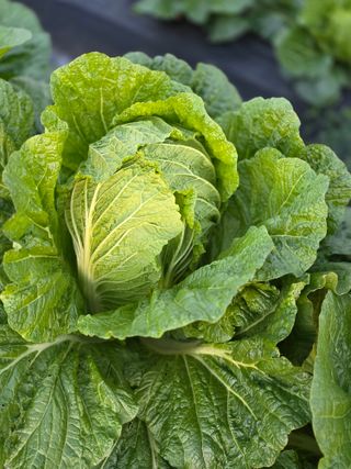 박용열조물주님 님의 고추 · 영농일지 작성글 사진