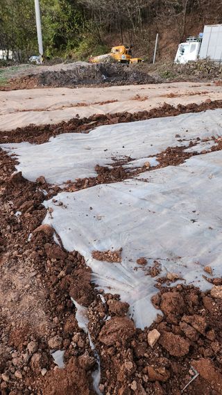 봉담고추님의 마늘 · 영농일지 작성글 사진