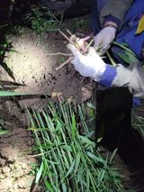 팜모닝 기타작물·영농일지 게시글 이미지