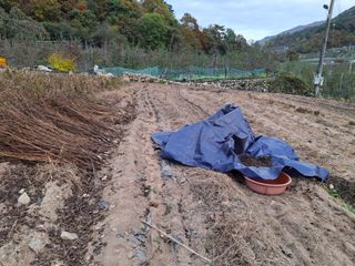 이종우님의 들깨 · 영농일지 작성글 사진