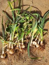 팜모닝 마늘·영농일지 게시글 이미지