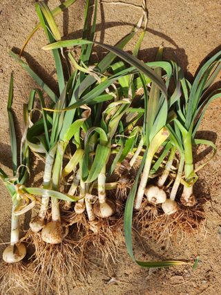 조선된장님의 마늘 · 영농일지 작성글 사진