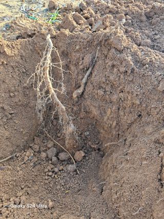 심기정님의 기타작물 · 영농일지 작성글 사진