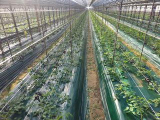 한혜경님의 토마토 · 영농일지 작성글 사진