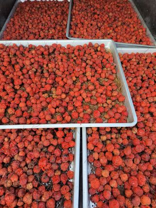 /송학 농원님의 기타작물 · 영농일지 작성글 사진