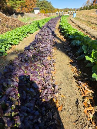 행운아님의 기타작물 · 영농일지 작성글 사진