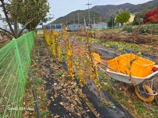 심기정님의 기타작물 · 영농일지 작성글 사진