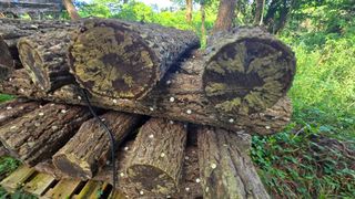 박상준님의 버섯 · 영농일지 작성글 사진