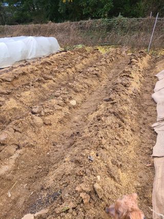 산곡동농장님의 감자 · 영농일지 작성글 사진