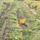 팜모닝 기타작물·영농일지 게시글 이미지