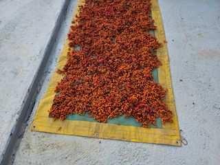 칠갑산지게군님의 기타작물 · 영농일지 작성글 사진