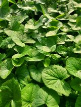 팜모닝 기타작물·영농일지 게시글 이미지