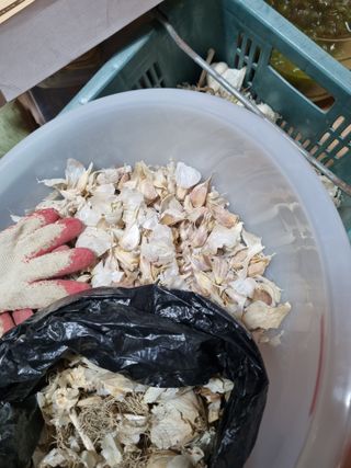 논산푸른팜님의 마늘 · 영농일지 작성글 사진