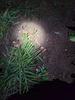 김종은님의 기타작물 · 영농일지 작성글 사진