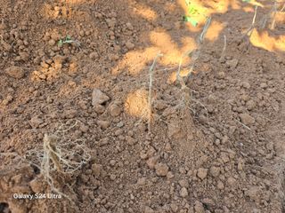 심기정님의 기타작물 · 영농일지 작성글 사진