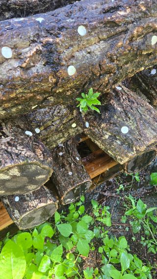 박상준님의 버섯 · 영농일지 작성글 사진