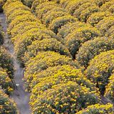 팜모닝 기타작물·영농일지 게시글 이미지