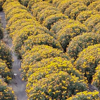 정강화님의 기타작물 · 영농일지 작성글 사진